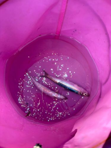 ウルメイワシの釣果