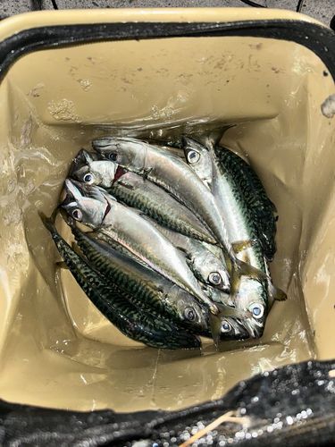 サバの釣果