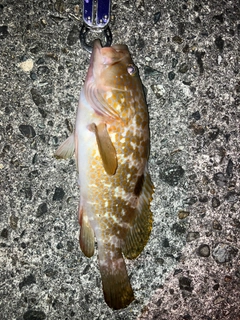 キジハタの釣果