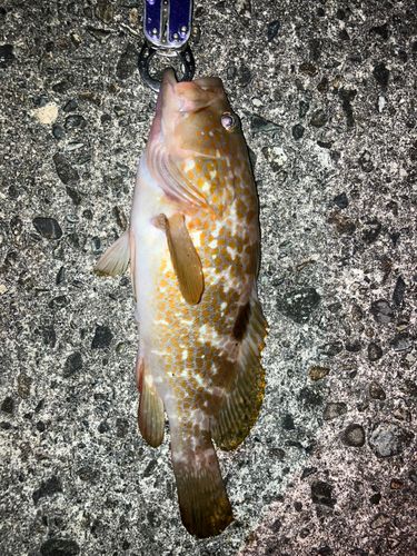 キジハタの釣果