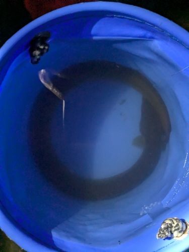 ウナギの釣果