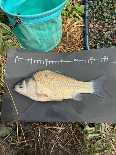 ヘラブナの釣果