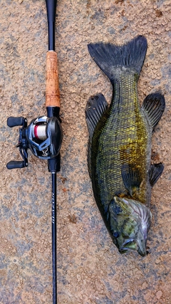 スモールマウスバスの釣果
