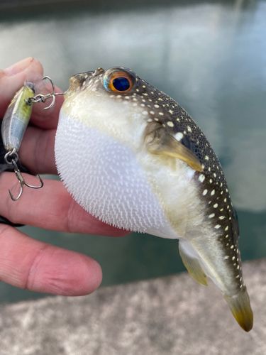 クサフグの釣果