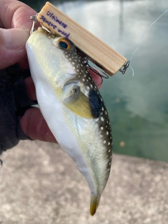 クサフグの釣果