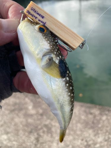 クサフグの釣果