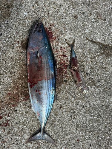 ハガツオの釣果