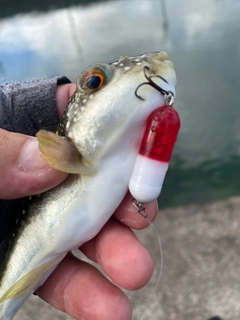 クサフグの釣果