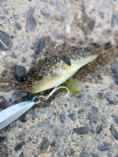フグの釣果