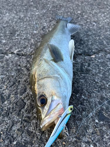 スズキ釣り 九頭竜川河口で釣れたスズキの釣り・釣果情報 - アングラーズ