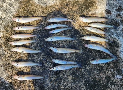 キスの釣果