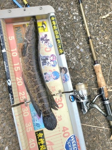 ライギョの釣果