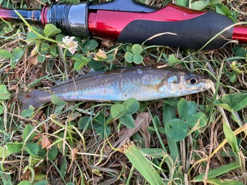 シロギスの釣果