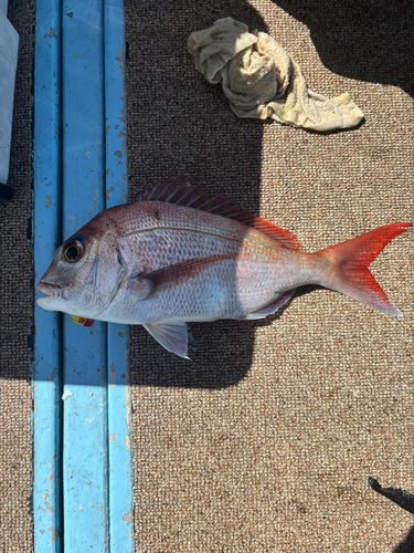 マダイの釣果