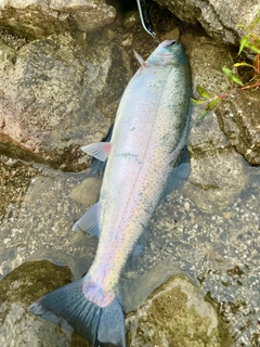 ニジマスの釣果