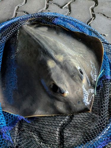 アカエイの釣果