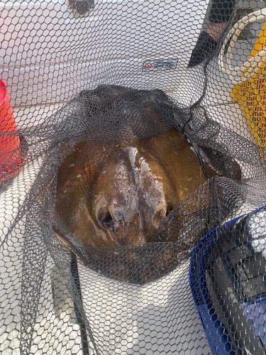 アカエイの釣果