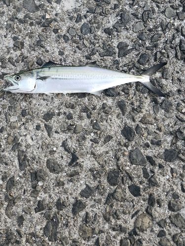 サゴシの釣果