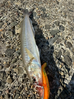 キスの釣果