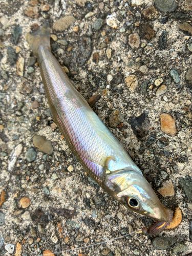 シロギスの釣果