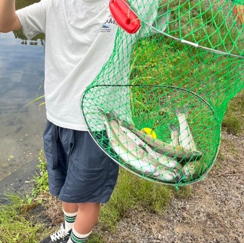 ニジマスの釣果