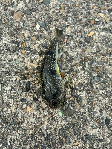 クサフグの釣果