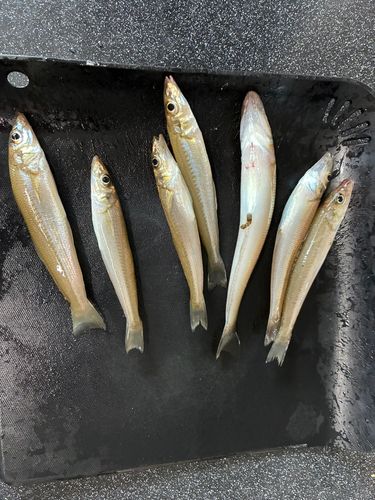 シロギスの釣果