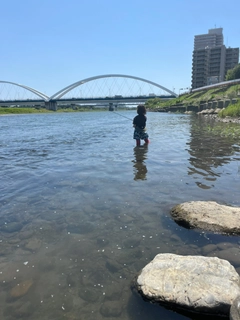 アユの釣果