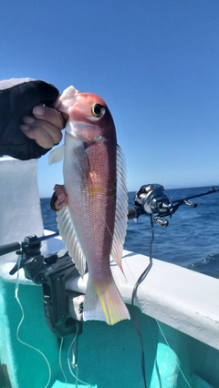アマダイの釣果