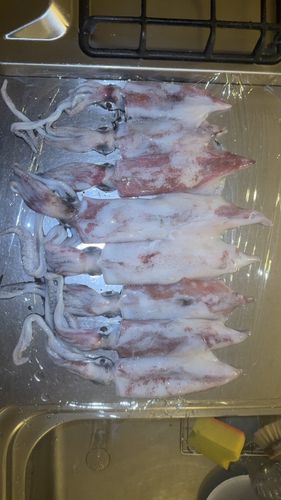 ヤリイカの釣果