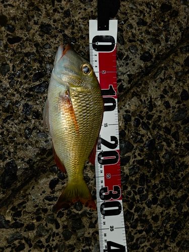 アマミフエフキの釣果