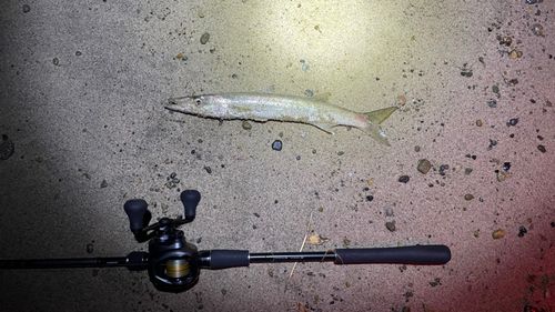 カマスの釣果