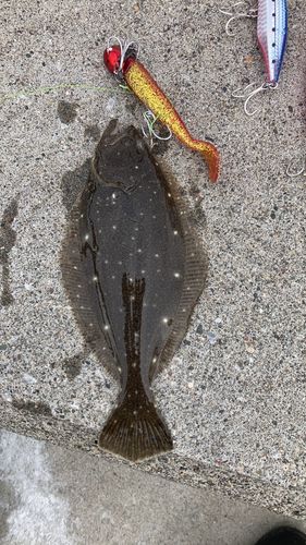 ヒラメの釣果