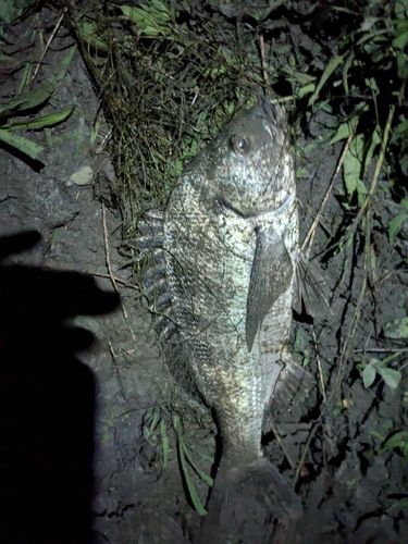 ウナギの釣果
