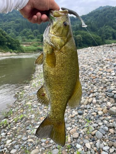 スモールマウスバスの釣果