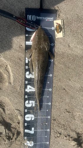 マゴチの釣果
