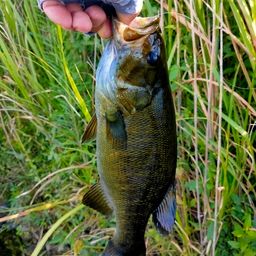 スモールマウスバス