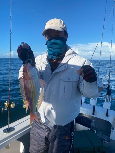 アマダイの釣果