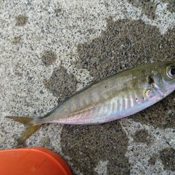 アジ
