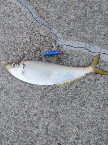 ヒラの釣果