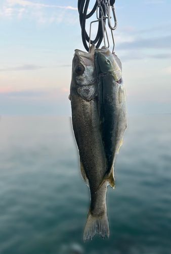 ワカシ