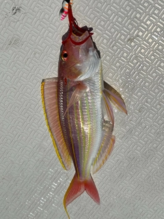 イトヨリダイの釣果