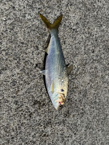 コノシロの釣果