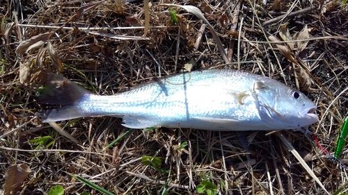 イシモチの釣果