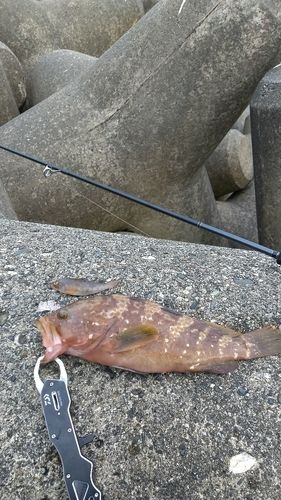 キジハタの釣果