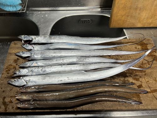 マアナゴの釣果