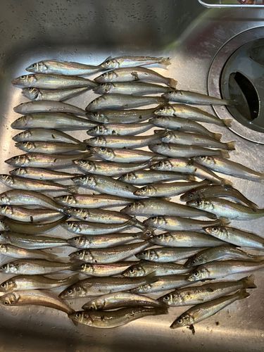 キスの釣果