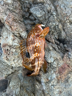 キジハタの釣果