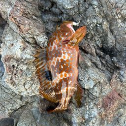 キジハタ
