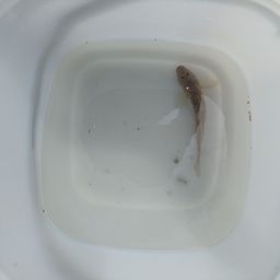 ハゼ
